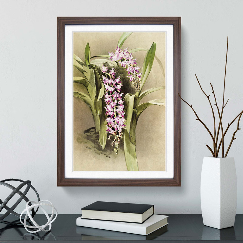 Magnolia Flowers Illustration Tab. 81 by Frederick Sander - Picture Frame Painting Print, 60cm H x 40cm W x 2cm D, Walnut