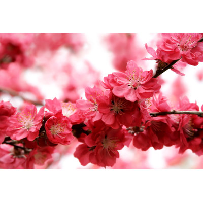 Peach Blossom by Antares71