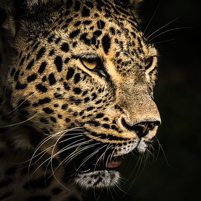 Portrait de léopard par Zocha_K