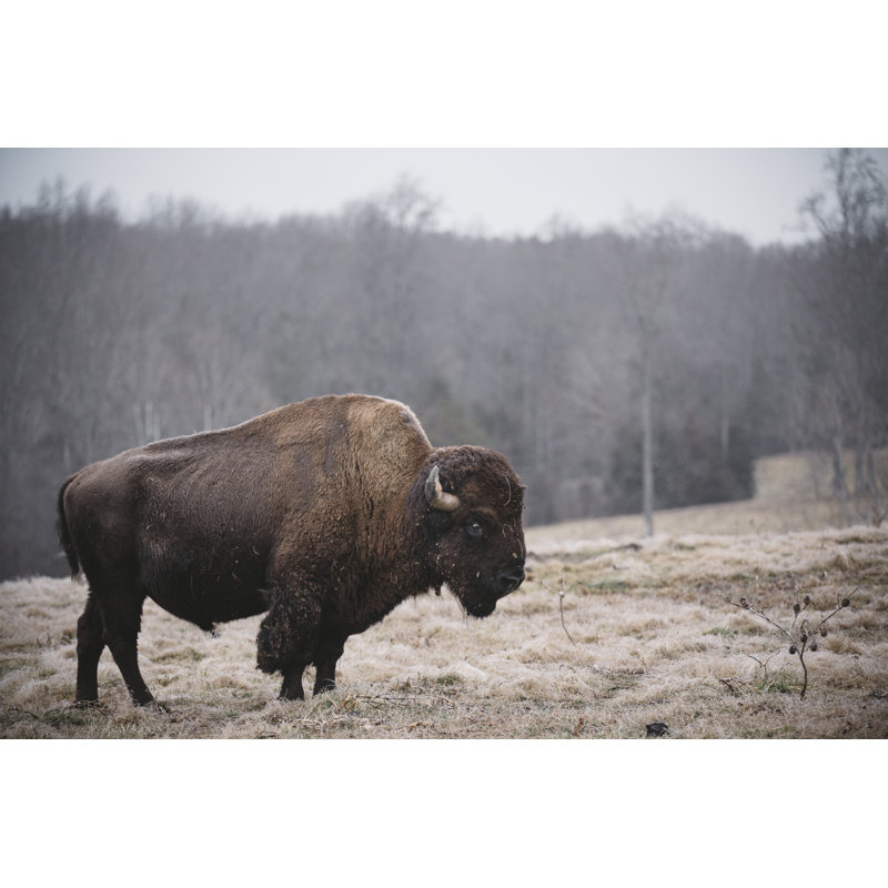 Solitary Bison III by Adam Mead - Photograph, 20 cm H x 30 cm W, Wrapped Canvas