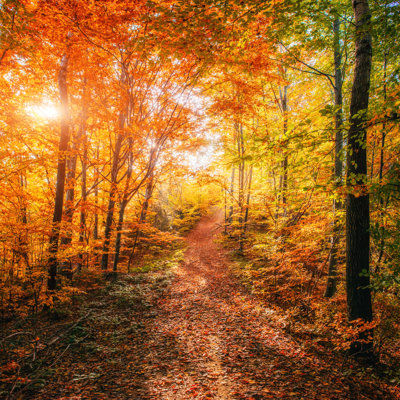 Forest Road - Wrapped Canvas Print