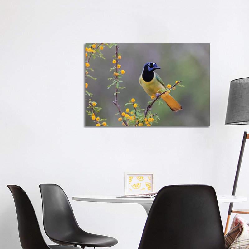 Green Jay by Larry Ditto - Wrapped Canvas Print, 101.6 cm H x 66.04 cm W x 3.175 cm D