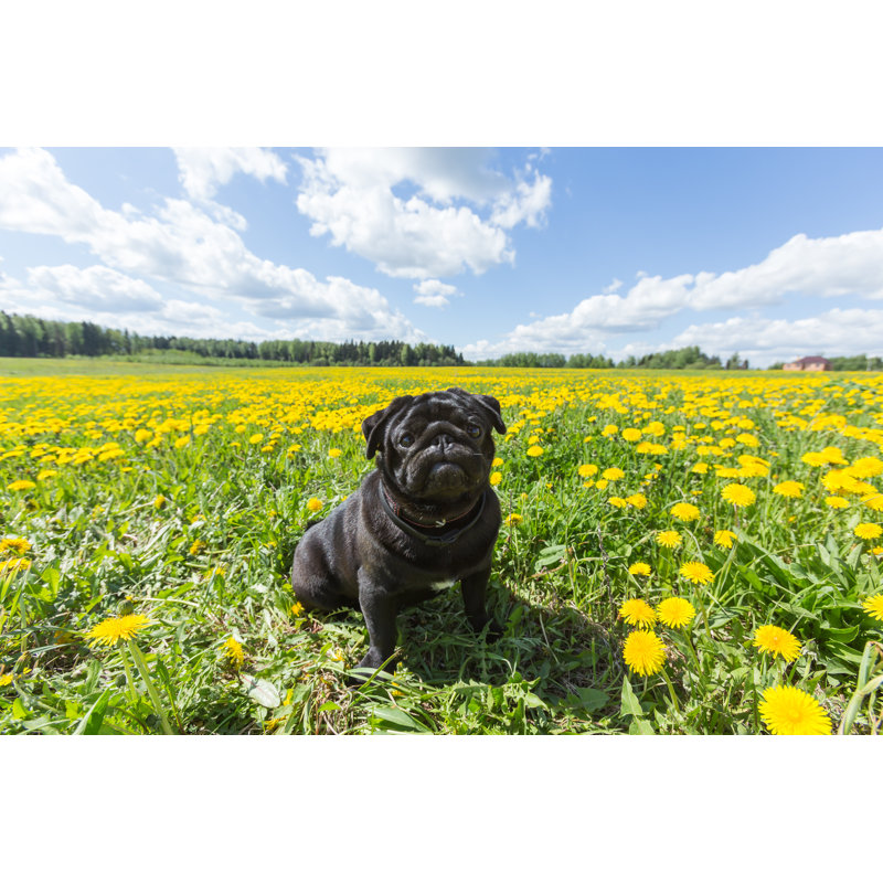 «Black Pug Puppy» par Catuncia - photographie sur toile tendue, H 12 po x l 8 po