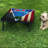 VictoryStore.com Solid Wood Cornhole Set