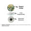 Horloge murale en verre trempé Botanical-856363979