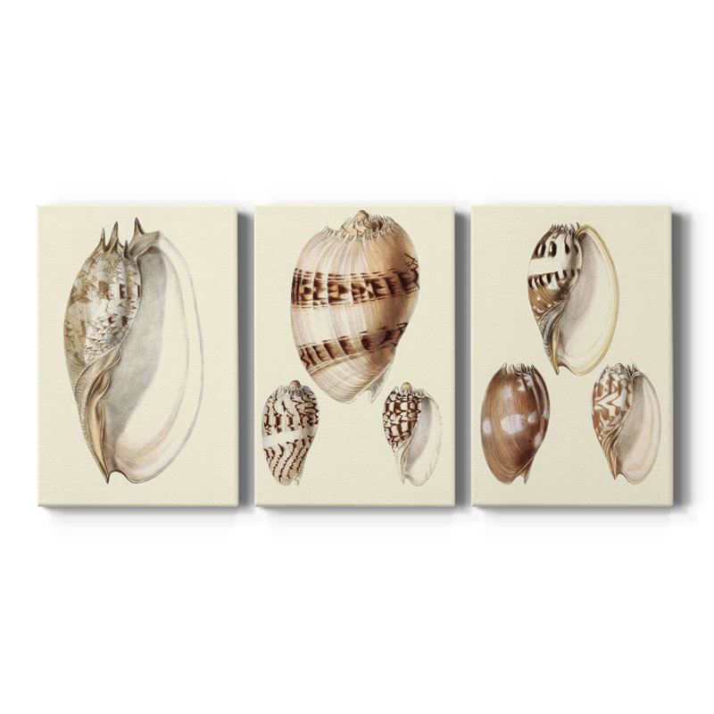 Splendid Shells IV - Toile tendue sur mesure avec châssis - 3 pièces, H 18 po x l 36 po