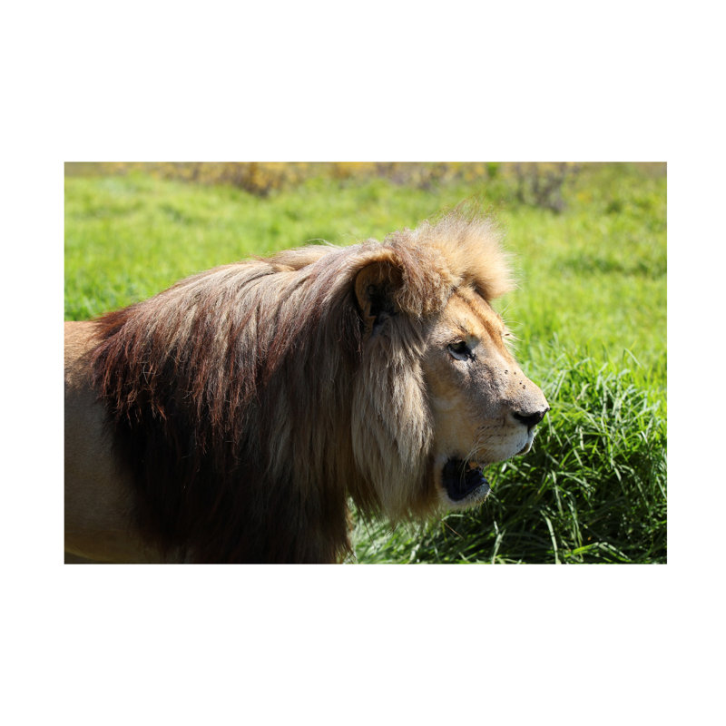Art sur toile, «Bob Bob Langrish Lioness», H 30 po x l 47 po