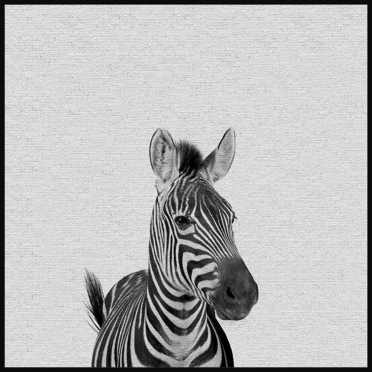 Gazing Zebra - Drawing on Canvas, 30cm H x 30cm W x 4cm D