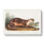 Canadian Otter by J.W. Audubon - Wrapped Canvas-55370838