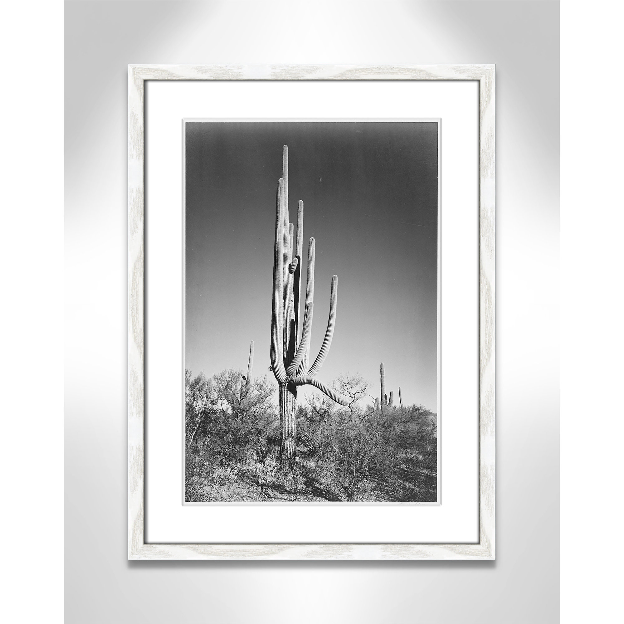 Cactus In Saguaro National Monument In Arizona by Ansel Adams, 23" H x 17" W x 0.75" D, White