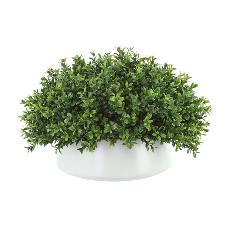 Boxwood Arrangement In A Ceramic Vase, 13"H x 21"W x 21"W