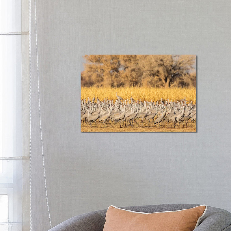 USA, New Mexico, Ladd S. Gordon Waterfowl Complex. Flock of sandhill cranes. 1 Piece Wrapped Canvas Wall Art