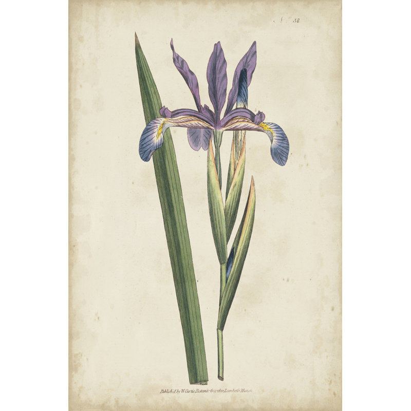 Lavender Curtis Botanicals III - Painting Print, 122cm H x 81cm W, Black Floater Framed