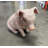 New Born Pig Sitting Life Size Statue