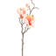 Magnolia - 20 Inches Box of 12-522962811