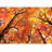 Maple Tree In Autumn-88769759