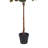 Weatherhill Elspeth Fiddle Leaf Fig Tree Drop-In