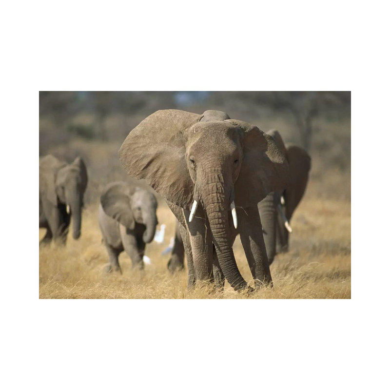 African Elephant Group, Vulnerable, Samburu National Reserve, Kenya by Gerry Ellis - Wrapped Canvas Print