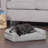 Orthopedic Polyester Pet Bed-13971955-13971957
