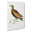 Chinese Tippeted Pigeon Illustration by John Edward Gray - Wrapped Canvas-55370741