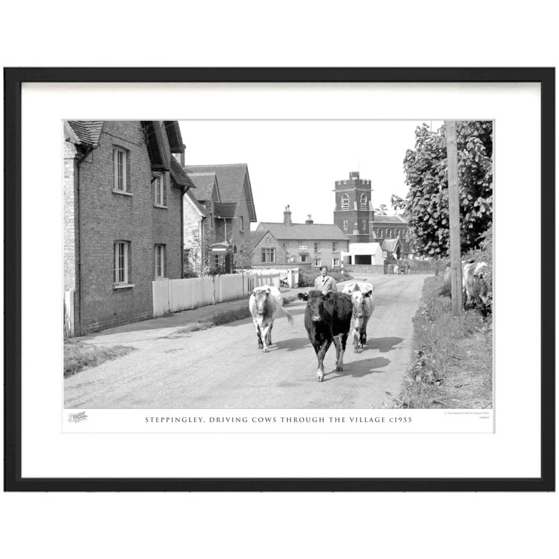 Steppingley, Driving Cows Through The Village C1955 - Single Picture Frame Print, 40cm H X 50cm W x 2cm D