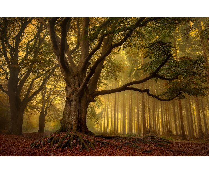 Wrapped Canvas Print, 81.28 cm H x 121.92 cm W