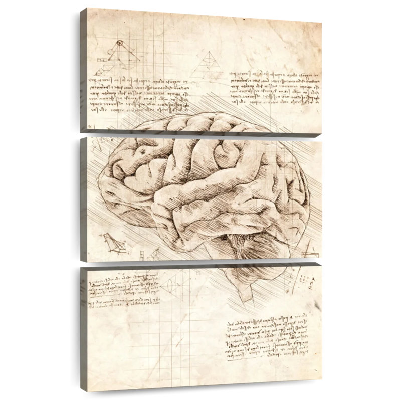 Cerveau humain, H 45 po x l 28 po
