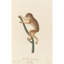 Le Loris Grele (1797)