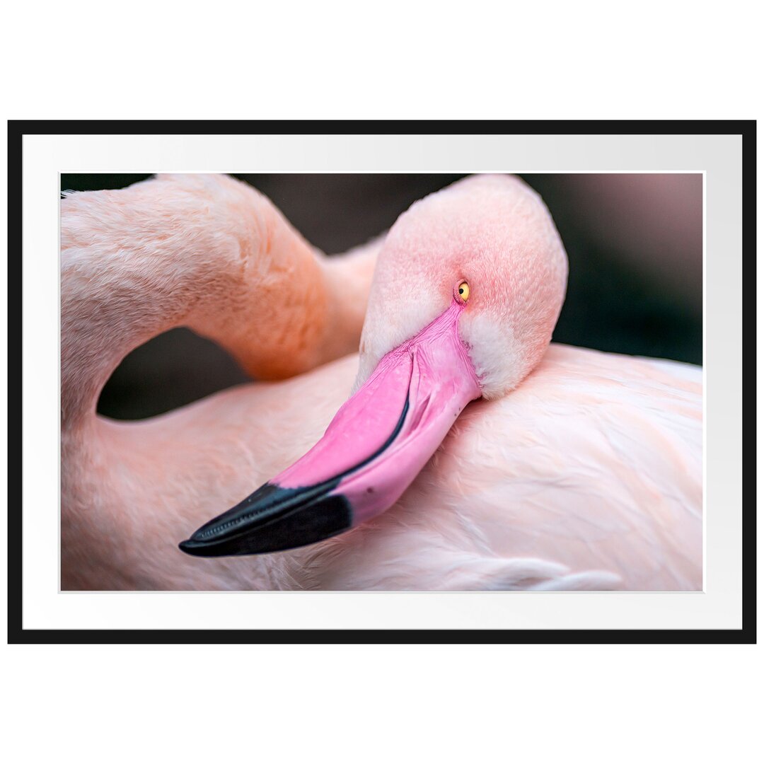 Gerahmtes Poster Schöner Flamingo