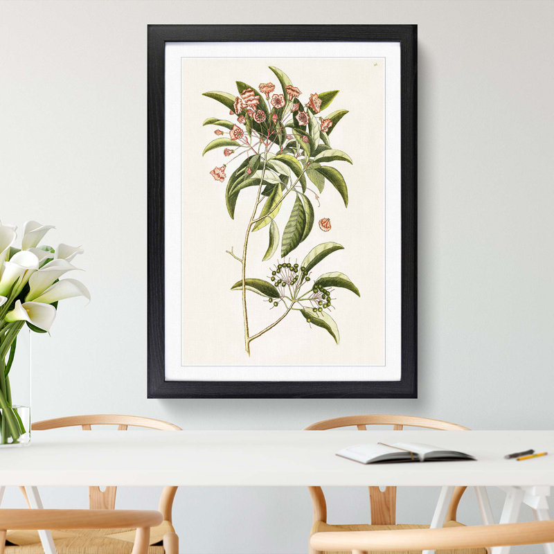 Mountain Laurel Flowers by Mark Catesby - Picture Frame Painting Print, Black Framed, 36cm H x 27cm W x 2cm D