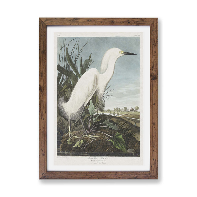 Snowy Heron by James Audubon - Framed Print, 45cm H x 63cm W x 2cm D, Walnut
