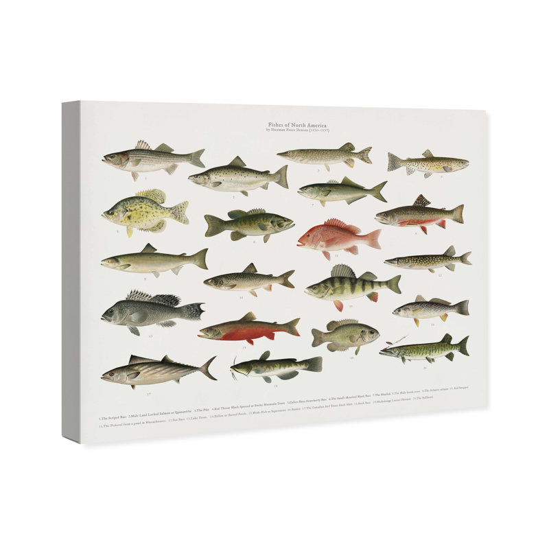 " American Fish " Painting Print, Wrapped Canvas, 36" H x 30" W