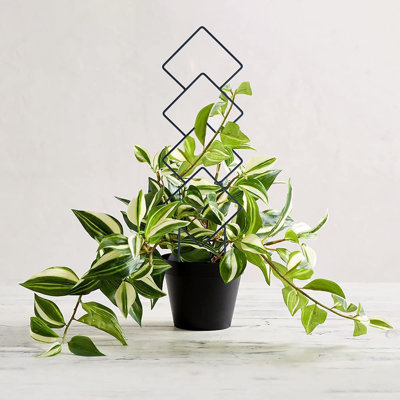 ponytail palm plant Ponytail palm 'Beaucarnea recurvata' 2 Gal / Teal / Without Pot main image 1
