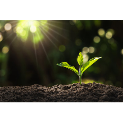 Young Plant Growing in Garden with Sunlight - Wrapped Canvas Photograph