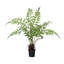 Forest Fern Plant in Growers Pot Small-995572911