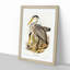 Great Grey Herons by Elizabeth Gould - Framed Print-55575371-55575375