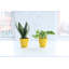 Live Zeylancia Snake Plant
