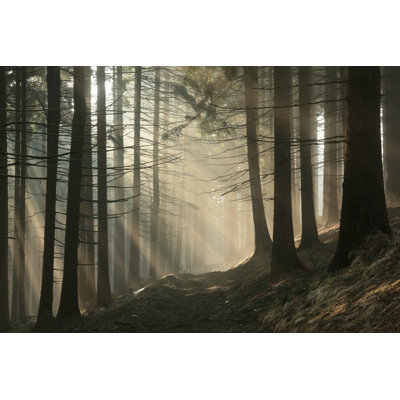 " Conifer Forest " by Aniszewski