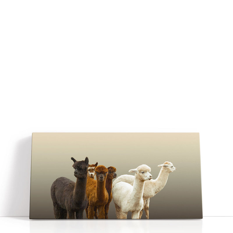 «Group of Alpacas», reproduction d'art sur toile, H 12 po x l 24 po