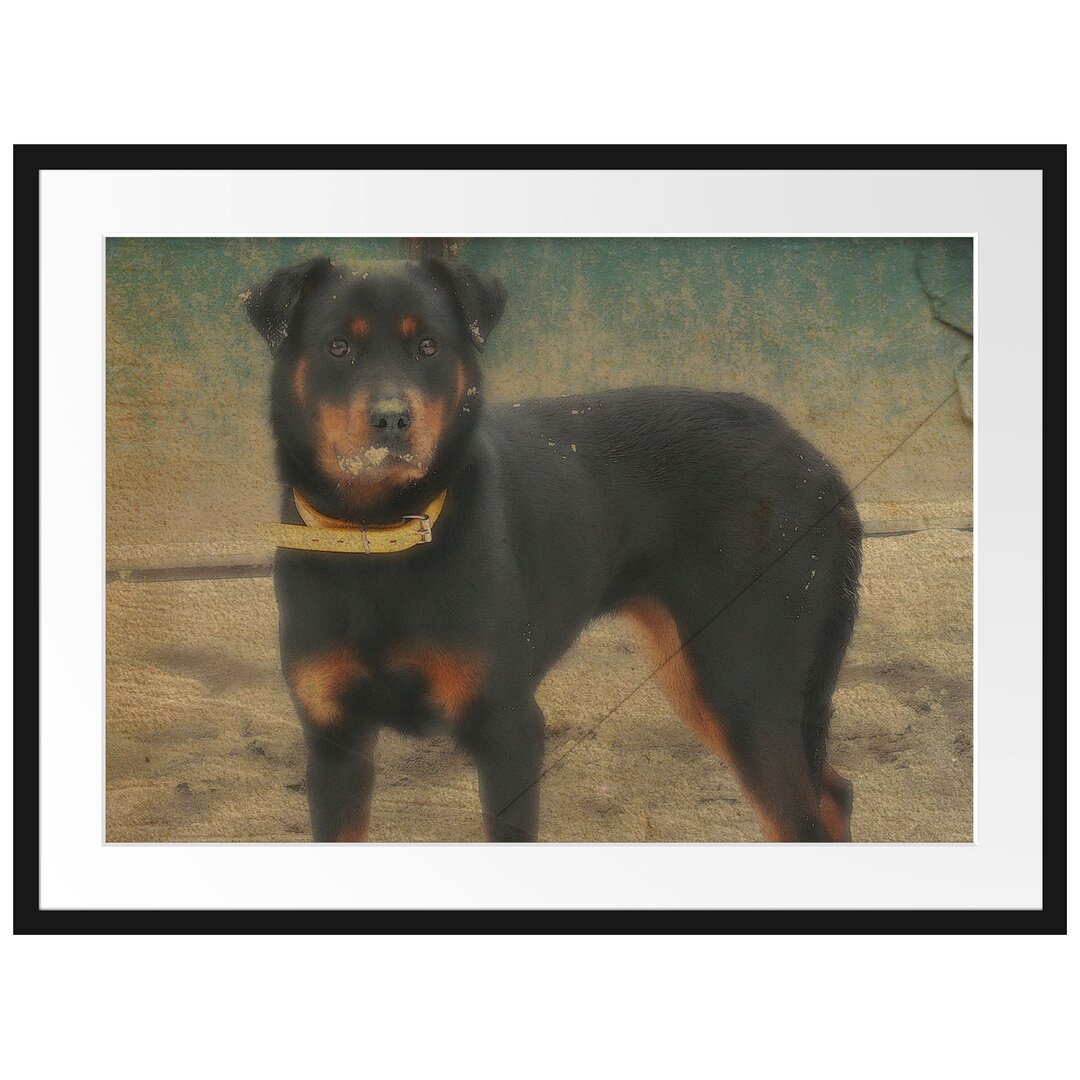 Gerahmtes Poster Prächtiger Rottweiler