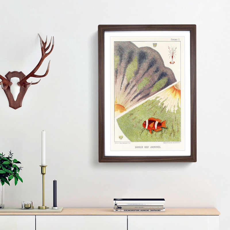 Great Barrier Reef Anemones II by W. Saville-Kent - Picture Frame Painting Print, 36cm H x 27cm W x 2cm D, Walnut Framed