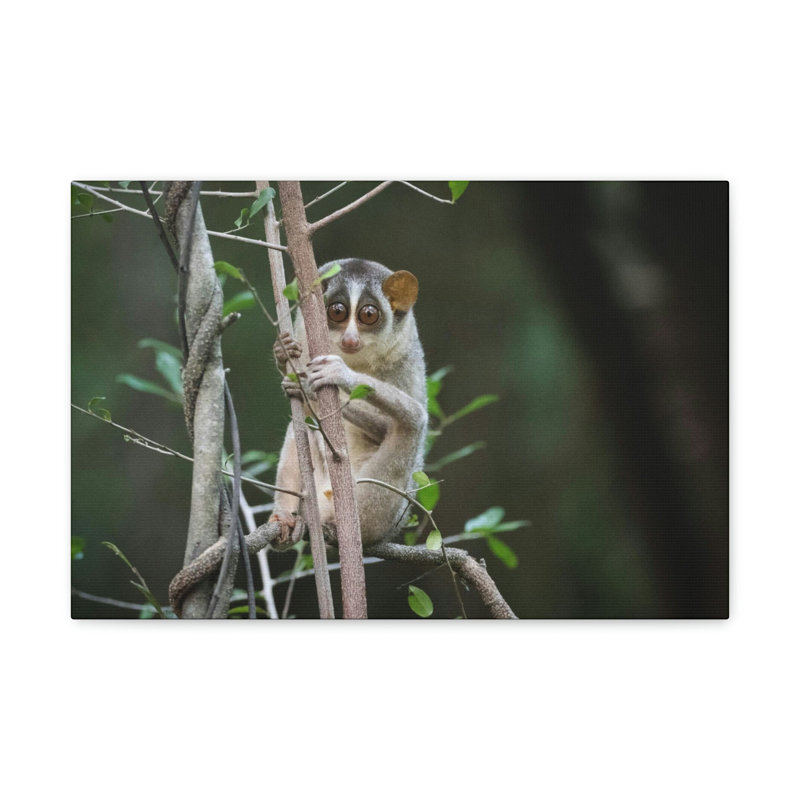 No Frame Print on Canvas, 27.94cm H x 35.56cm W