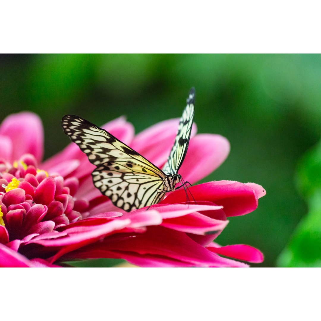 Schmetterling - Foto ohne Rahmen auf Leinwand