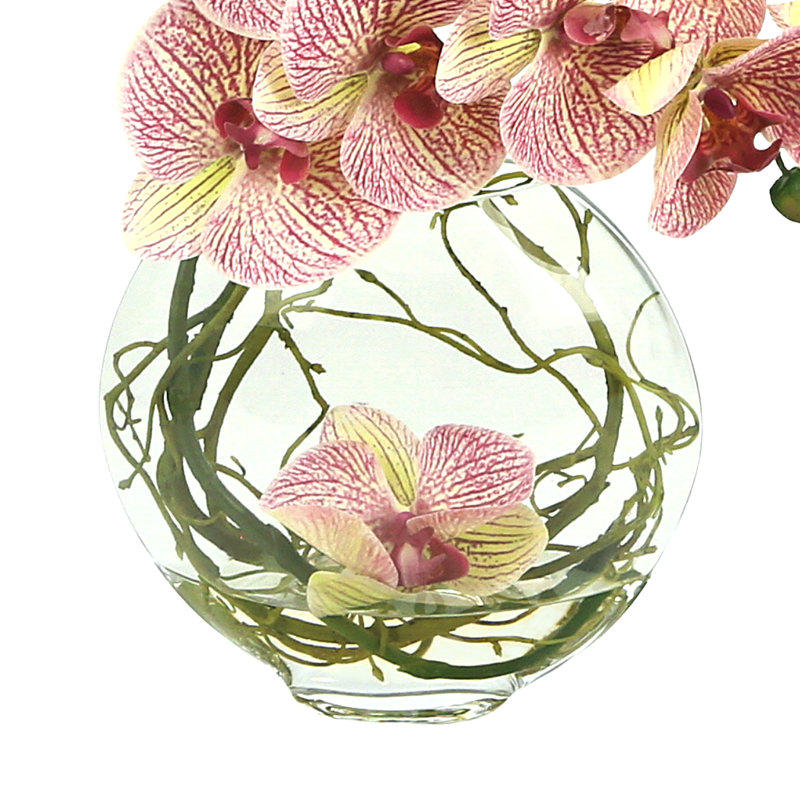 Fuchsia Orchid with Vine in Water
