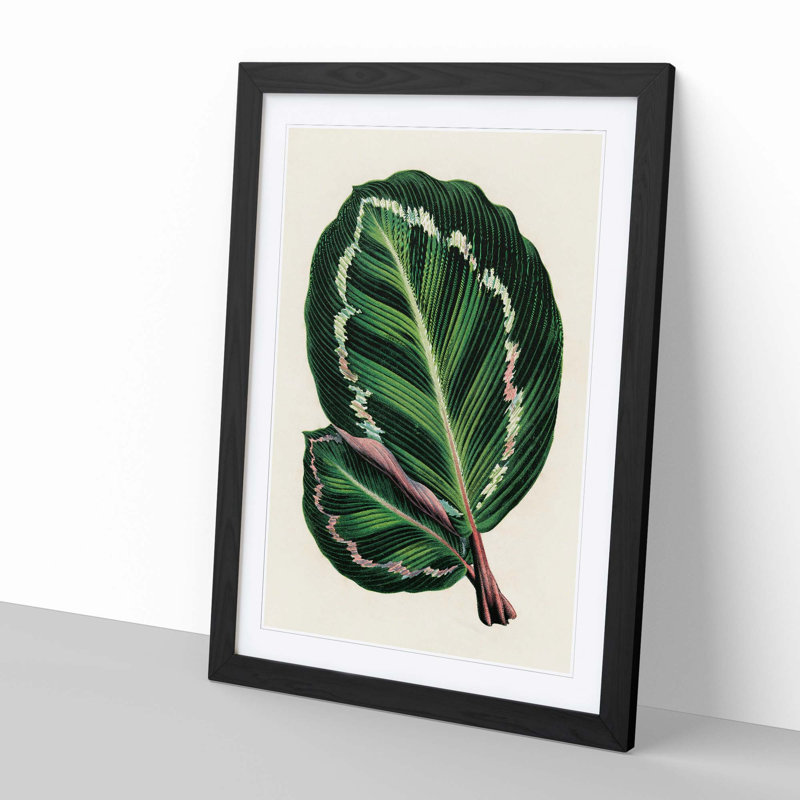 Rose Painted Calathea Leaves by Benjamin Fawcett - Framed Print, 60cm H x 40cm W x 2cm D, Black