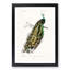 Indian Peacock by Charles D' Orbigny - Picture Frame Painting Print-55769170-55769169