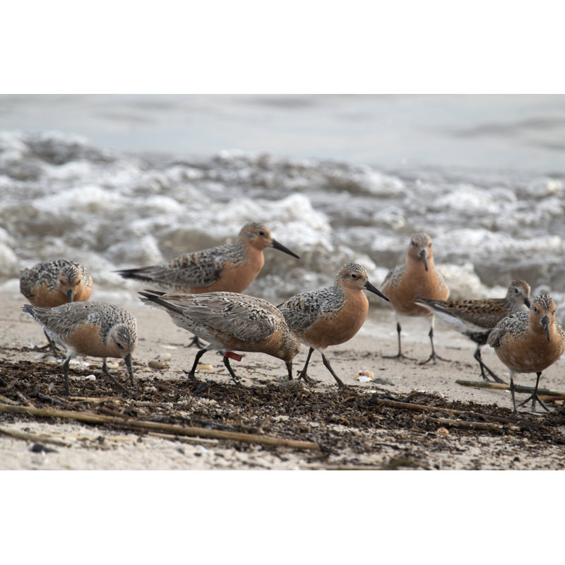 Sandpiper birds Wall Art on Canvas, 30cm H x 46cm W