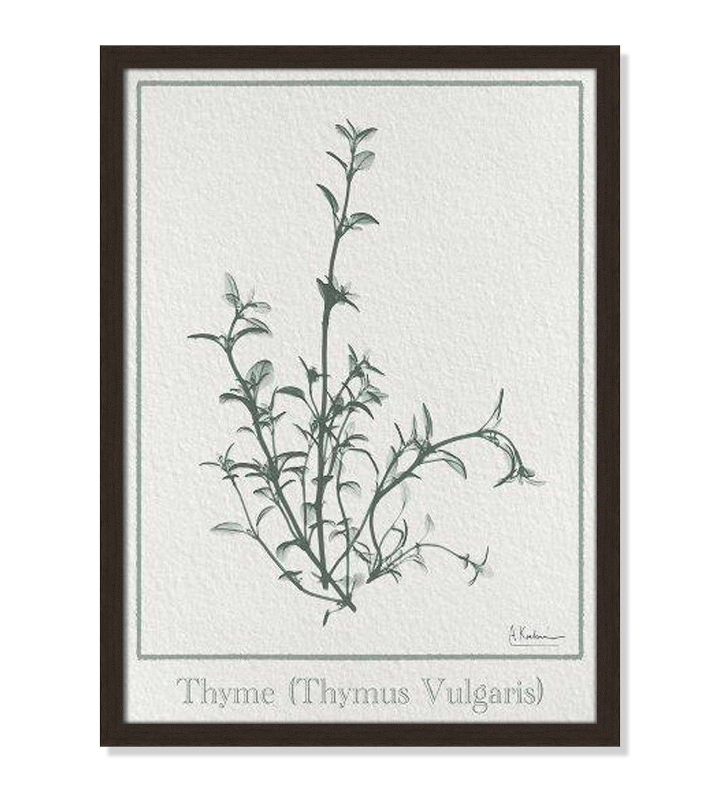 Jeanette "Thymus Vulgaris" Print, 23" H x 17" W x 1.25" D, Open Grain Walnut Framed Paper