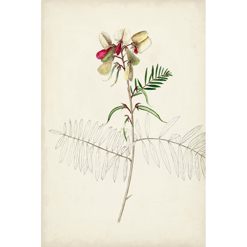 Botanical Sketches II - Graphic Art Print, 46 cm H x 30 cm W, Wrapped Canvas