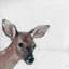 Inola Bonjour Fawn II, reproduction sur toile tendue-1828508483